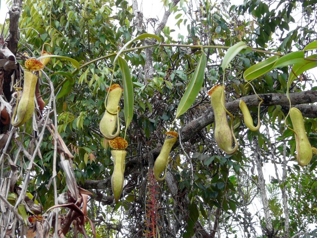 green hanging pitchers